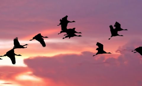silhouette of migrating birds at sunset